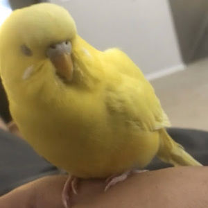 Meet your Posher, Kana